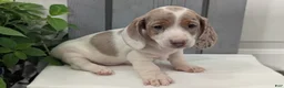 Miniature Dachshund dogs for sale: Milo - Ad 4