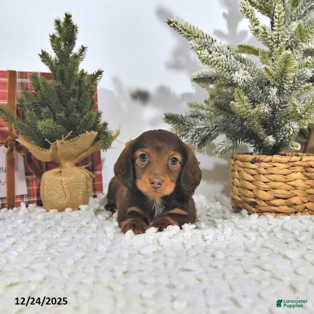 Miniature Dachshund dogs for sale: Randy - Ad 2