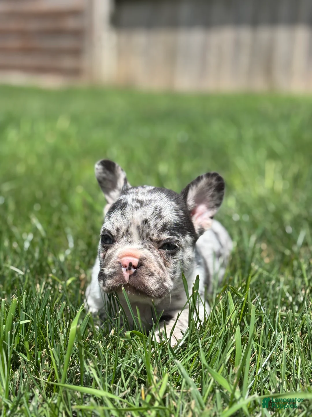 French Bulldog dogs for sale: Hudson - Ad 3