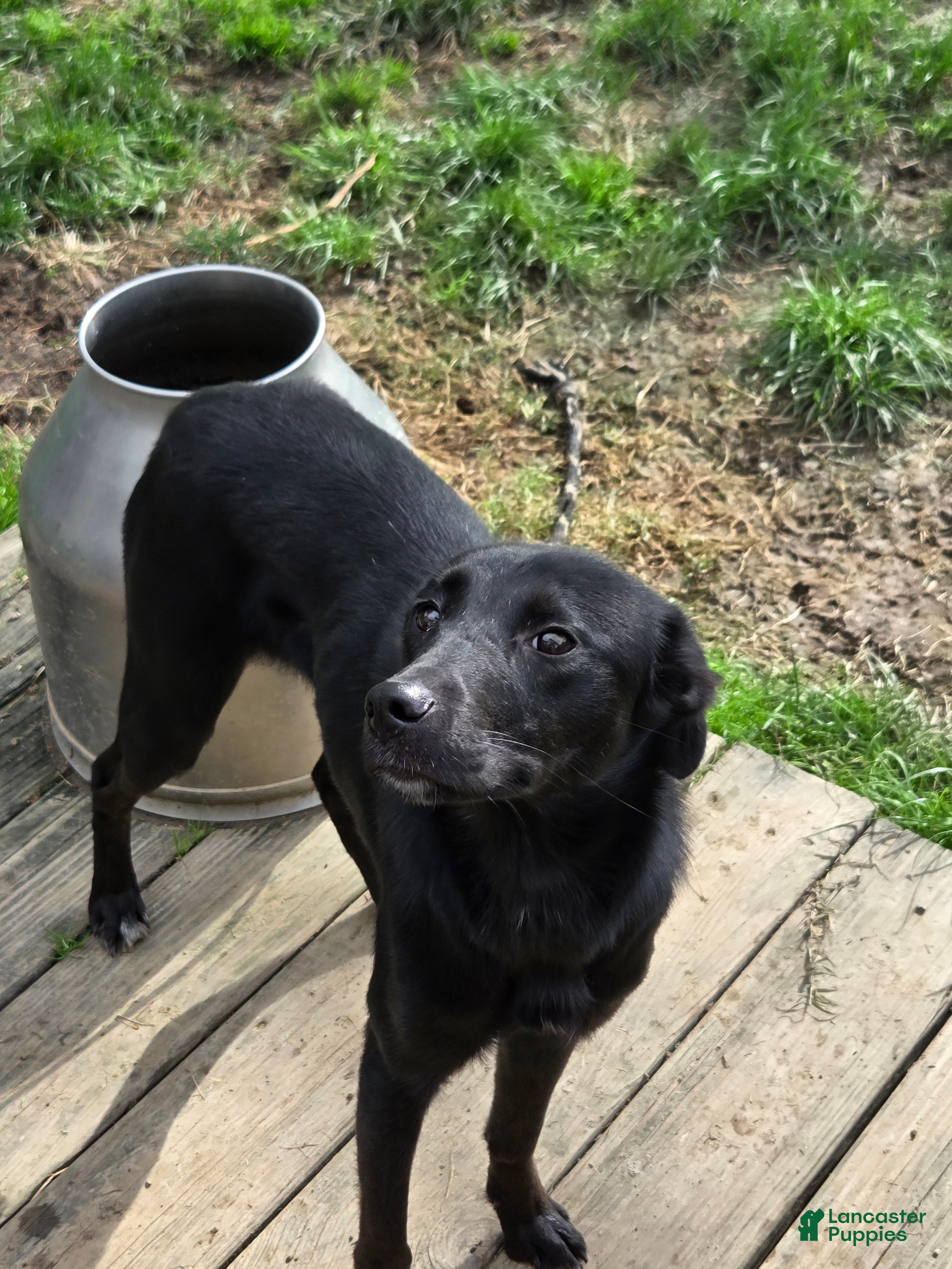 Mixed Breed dogs Mixed Breed Puppy 1 - Ad 1