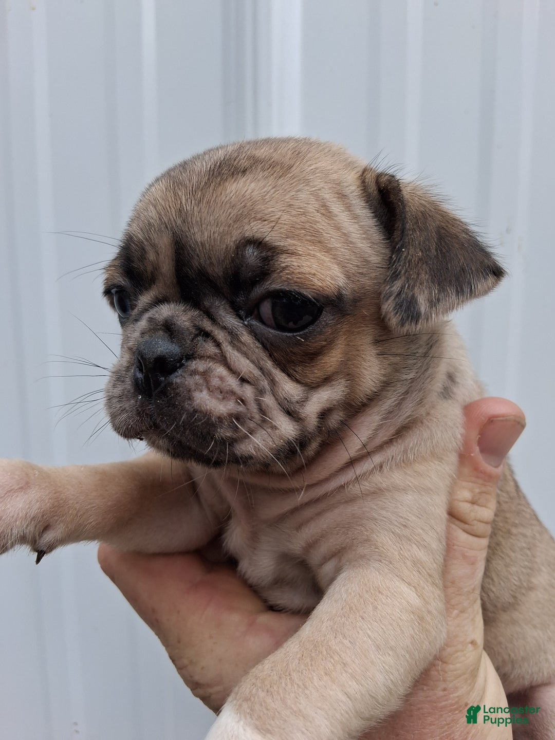 Pug dogs for sale: Darla  - Ad 4