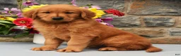 Golden Retriever dogs for sale: Carl - Ad 3