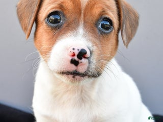 Jack Russell Terrier dogs - Ad 32