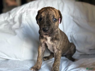 Great Dane dogs - Ad 33