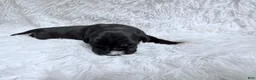 Great Dane dogs for sale: Bourbon - Ad 1
