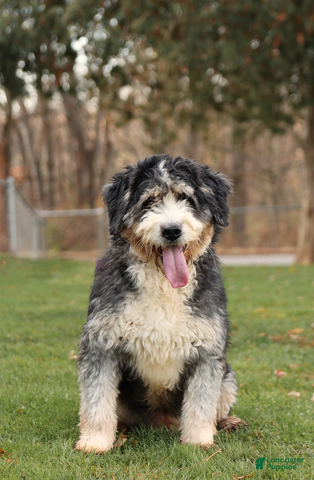 Mini Bernedoodle dogs for sale: Sugar - Ad 6