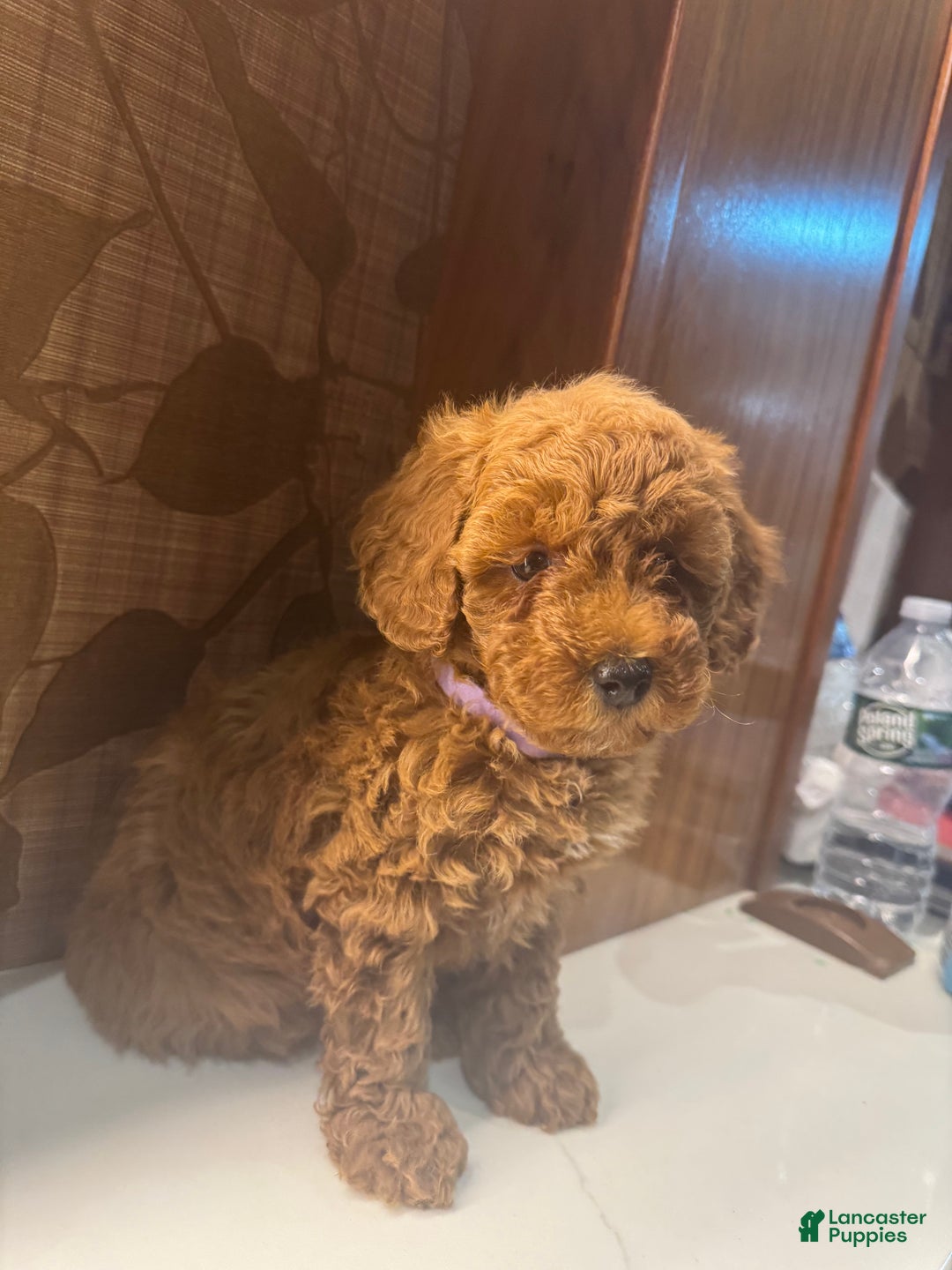 Toy Poodle dogs for sale: Coffee - Ad 5