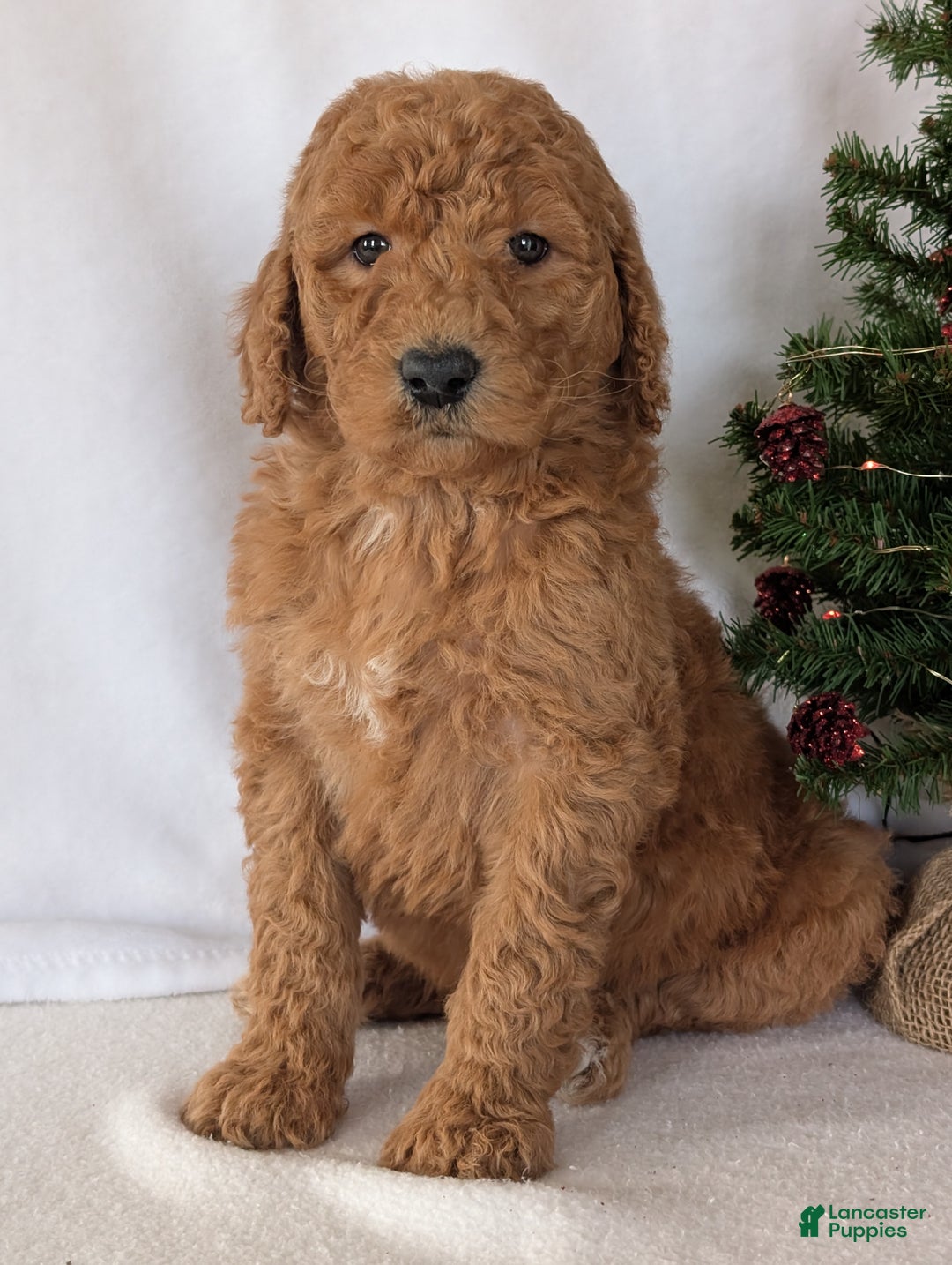 Goldendoodle dogs for sale: Miss Daisy  - Ad 19