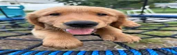 Golden Retriever dogs for sale: Simba - Ad 4