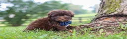 Havanese dogs for sale: Arlo - Ad 4
