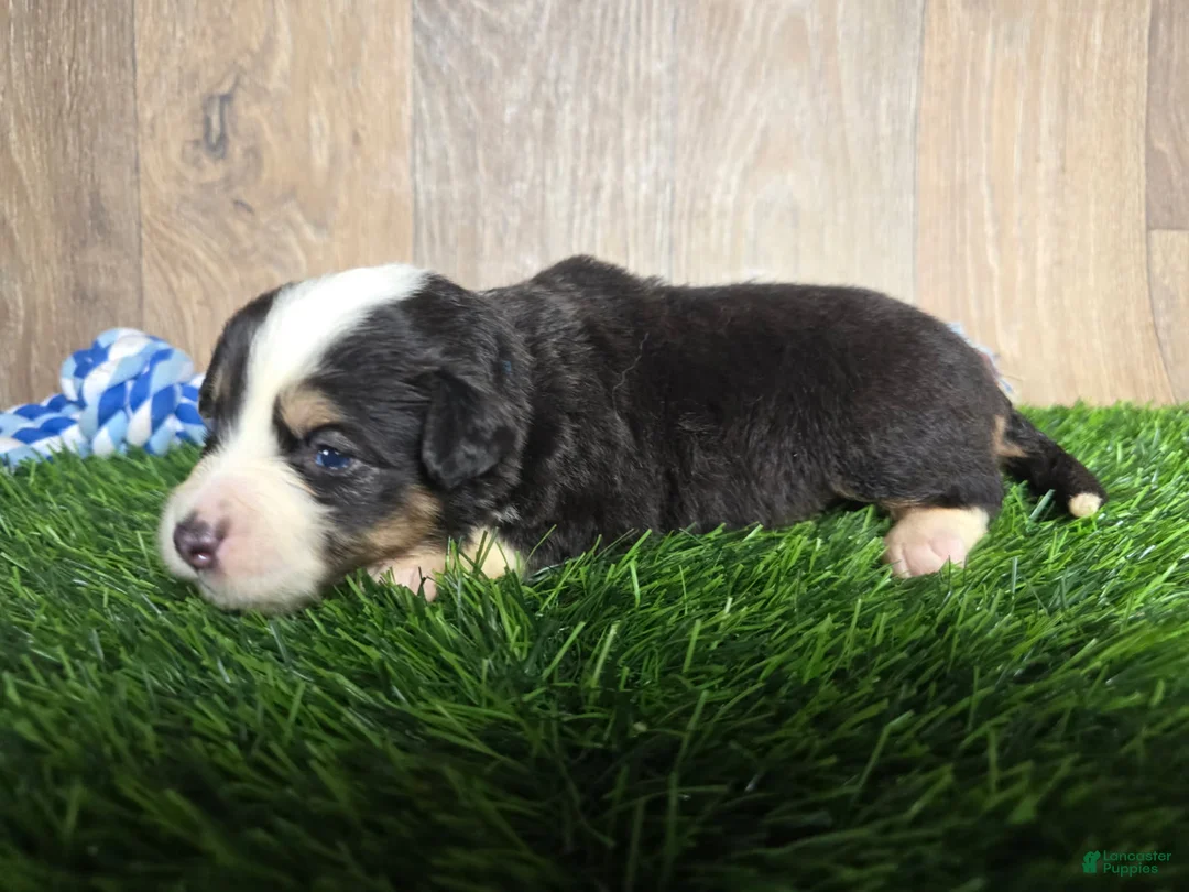 Toy Australian Shepherd dogs for sale: Boy 1 - Ad 1