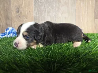 Toy Australian Shepherd dogs Boy 1 - Ad 11