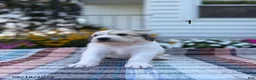 Great Pyrenees dogs for sale: Rhonda - Ad 5