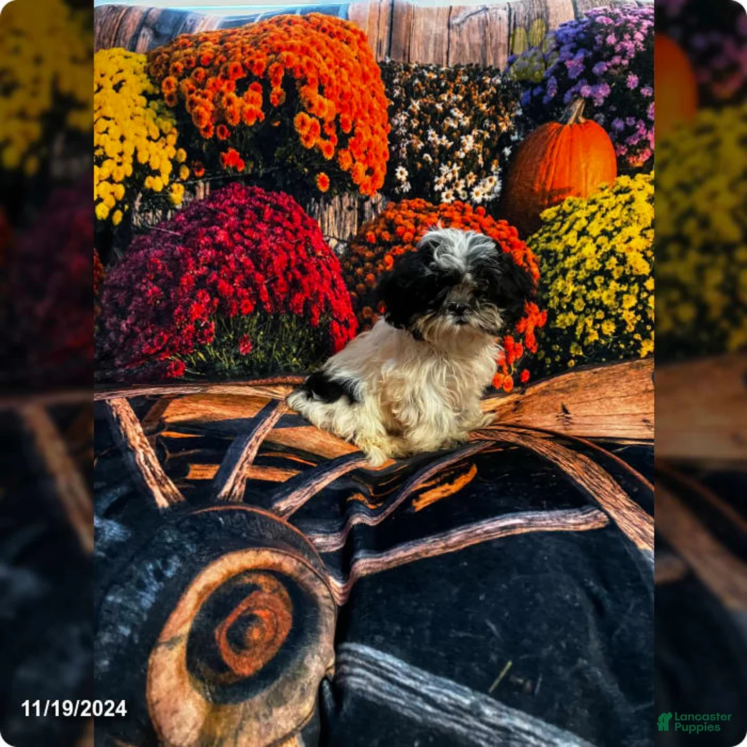 Gallery Image {{count}}