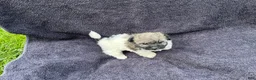 Mixed Breed dogs for sale: Rosie  - Ad 4