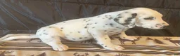 Dalmatian dogs for sale: Lucky - Ad 2