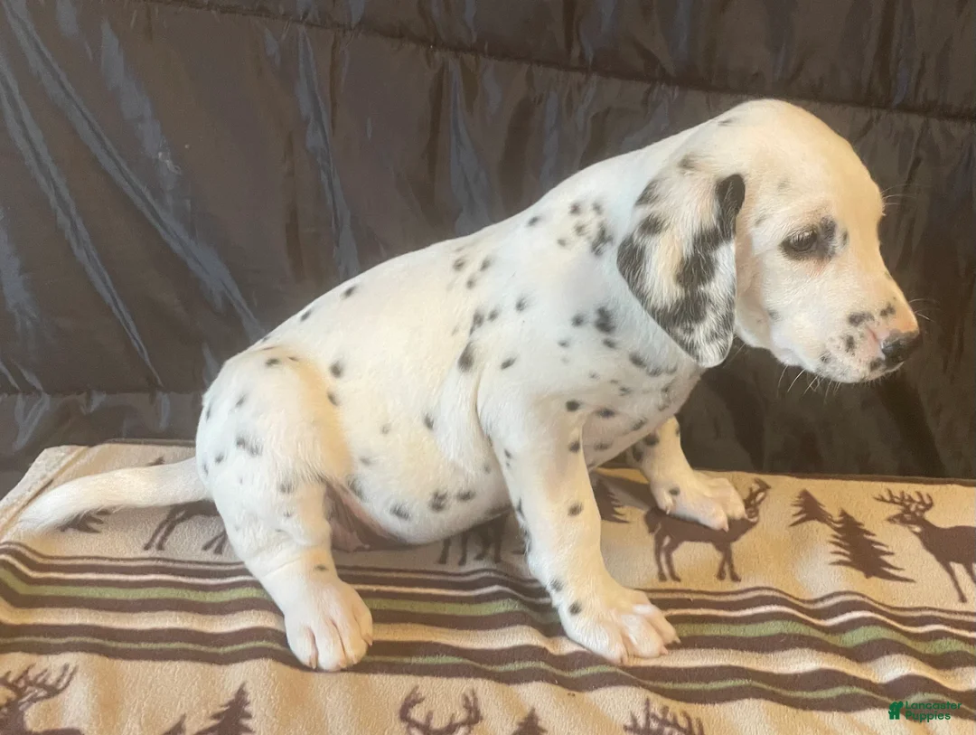 Dalmatian dogs for sale: Lucky - Ad 2