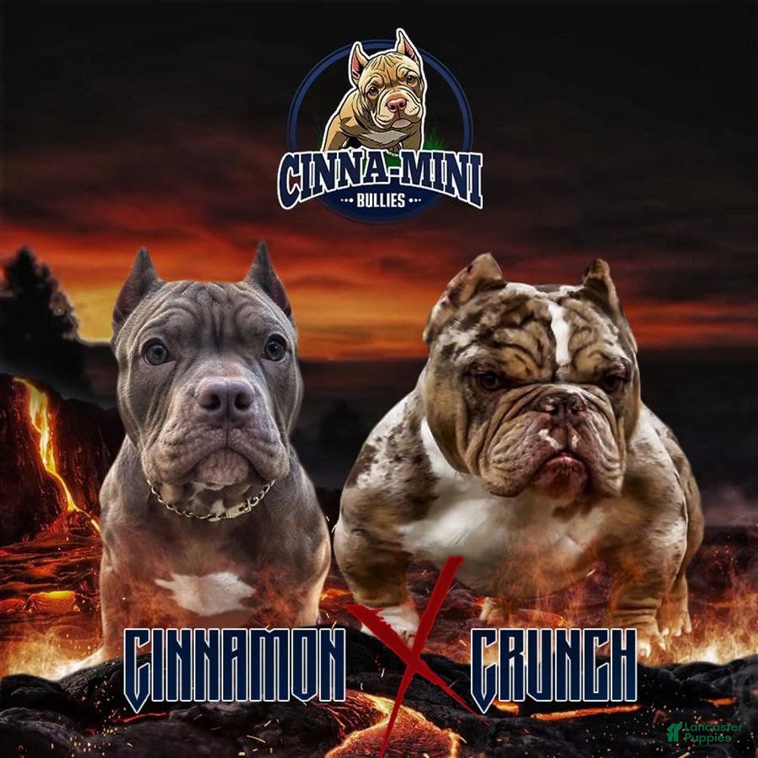 American Bully dogs for sale: Pepper - Ad 9