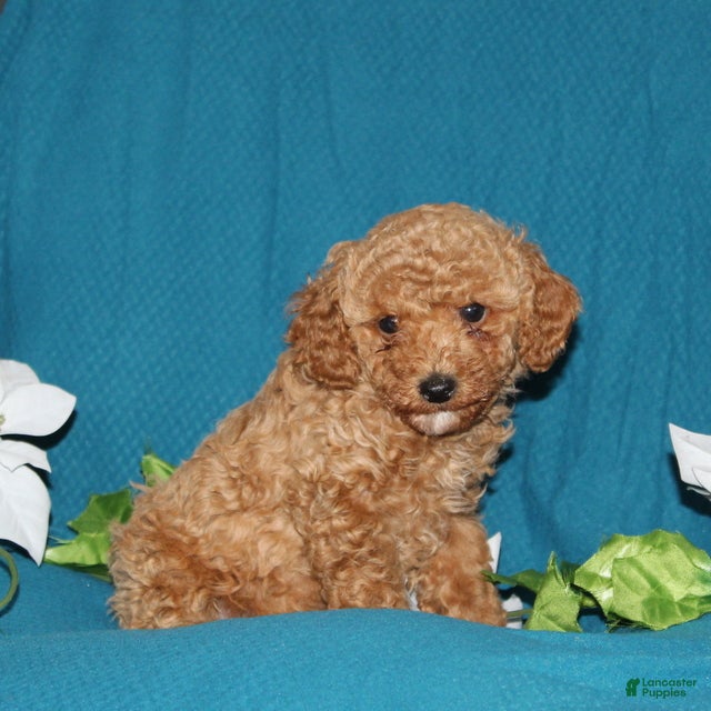 Mini Goldendoodle dogs Timmy - Ad 1
