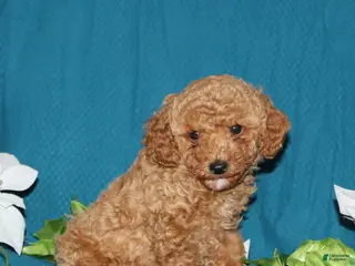 Mini Goldendoodle dogs for sale: Timmy - Ad 1