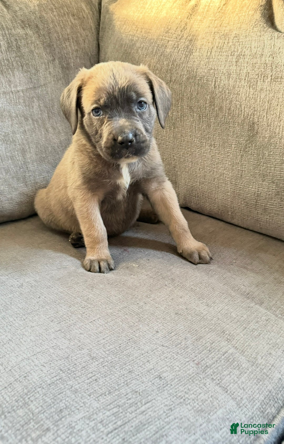 Cane Corso dogs for sale: Sweet tea  - Ad 3