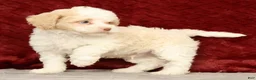 Cavapoo dogs for sale: Wilson - Ad 4