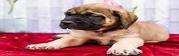 English Mastiff dogs for sale: Major - Ad 2
