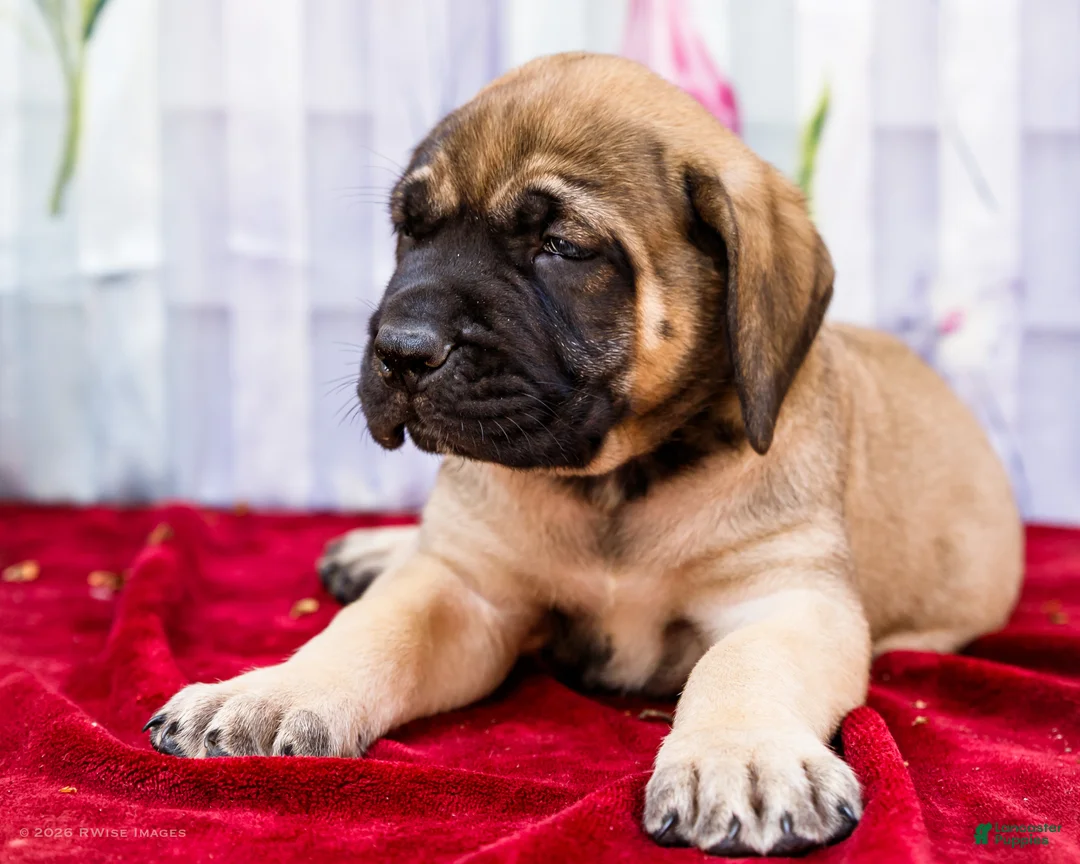 English Mastiff dogs for sale: Major - Ad 2