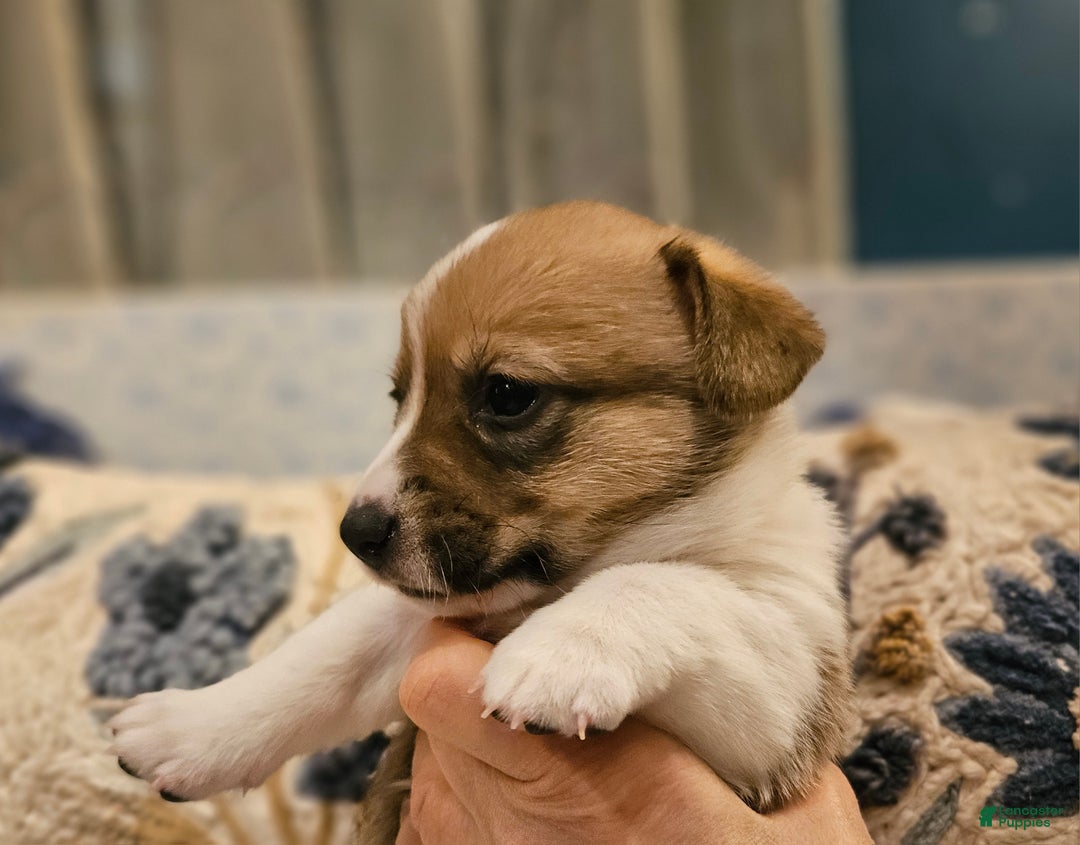 Mixed Breed dogs for sale: Coco - Ad 7