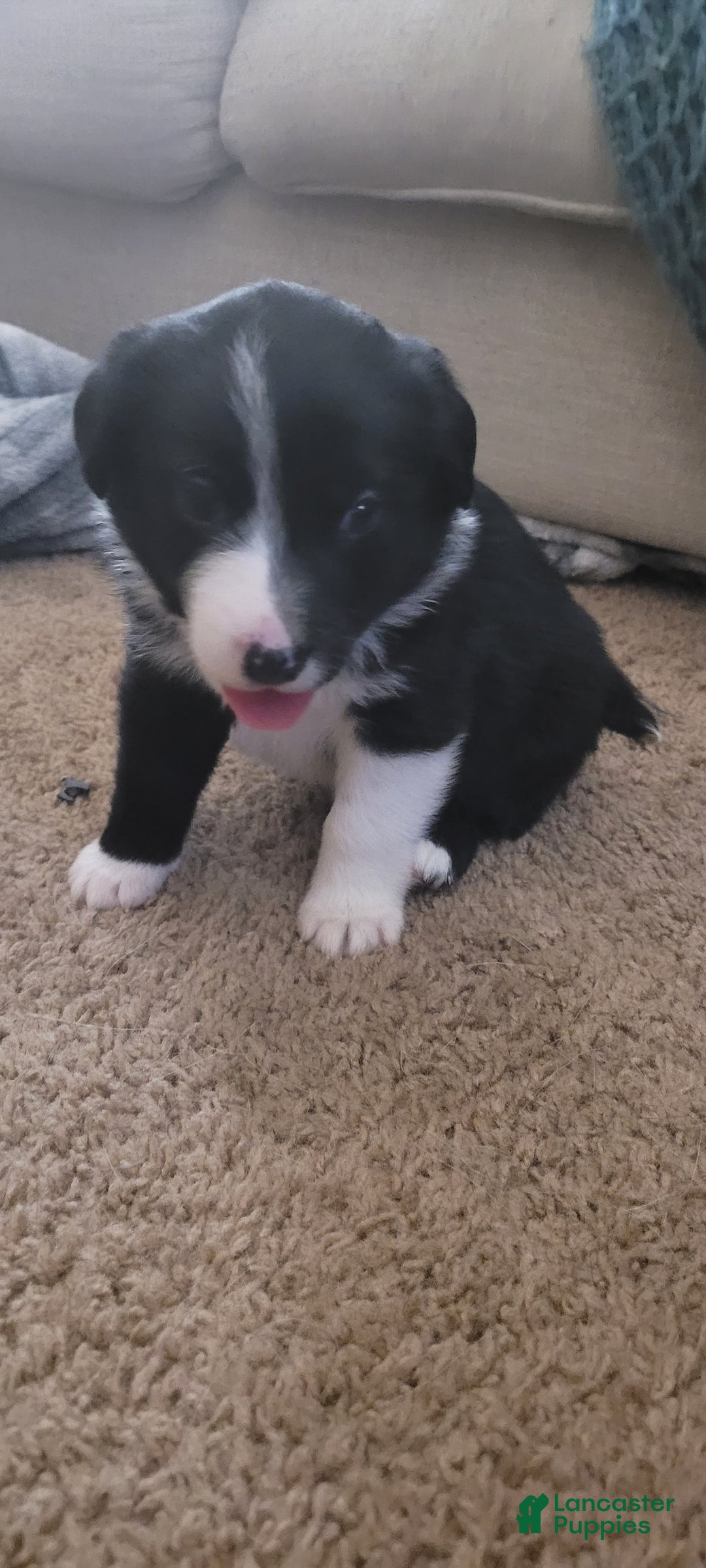 Mixed Breed dogs for sale: Fred - Ad 3