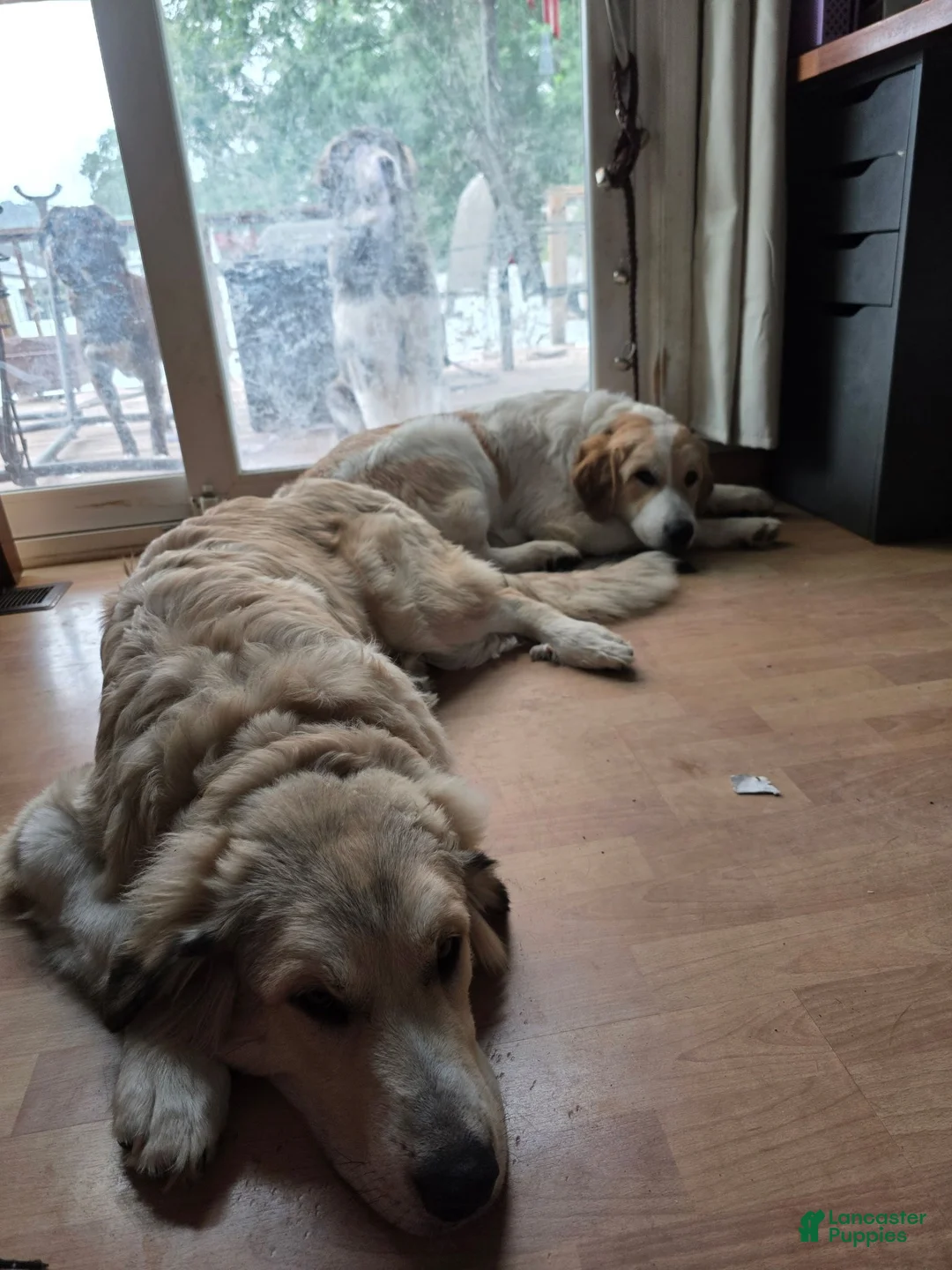 Mixed Breed dogs for sale: Jack - Ad 3
