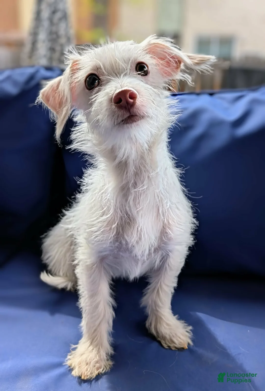 Mixed Breed dogs for sale: Marshmallow  - Ad 1