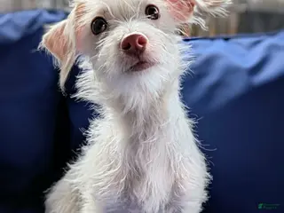 Mixed Breed dogs Marshmallow - Ad 12