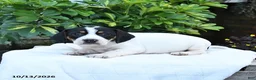 Mixed Breed dogs for sale: Betsy - Ad 5