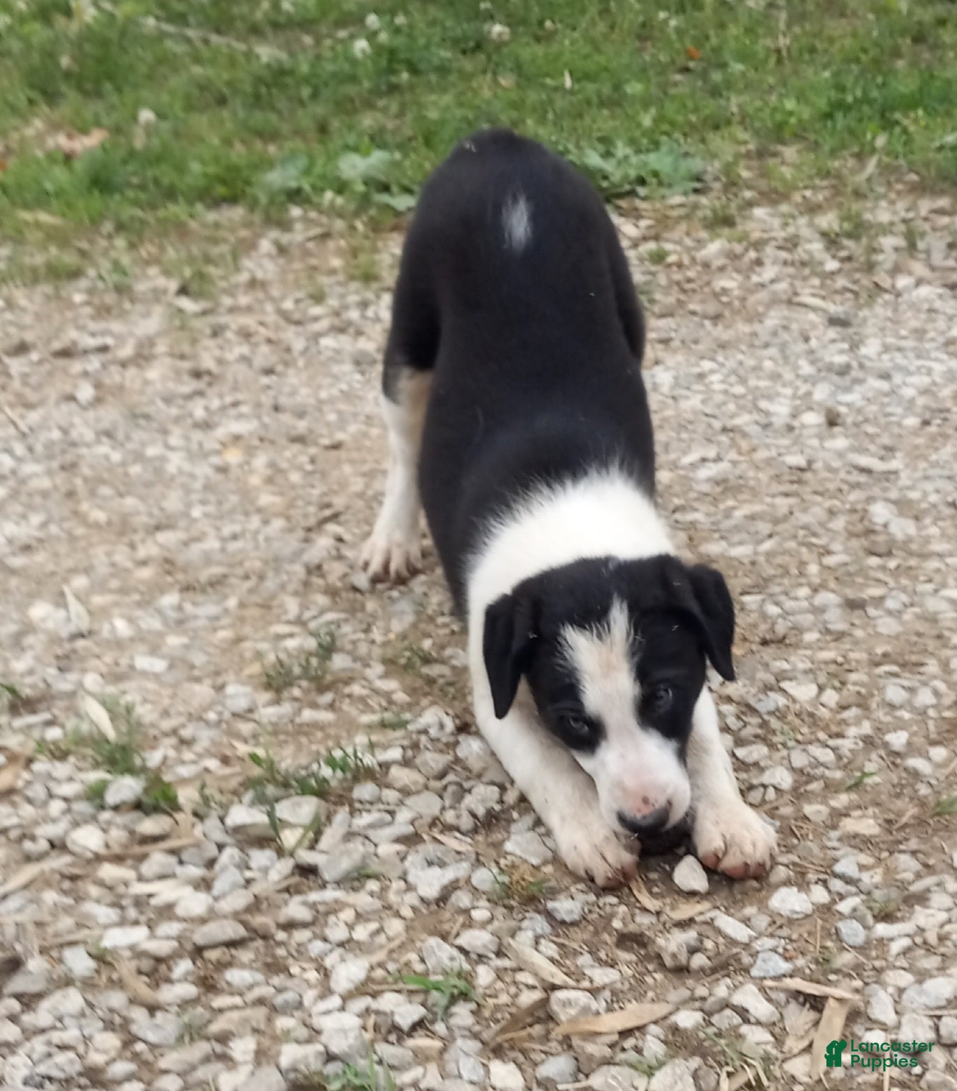 Border Collie dogs Lucy - Ad 2