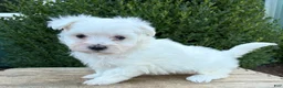 Maltese dogs for sale: Eddie - Ad 2