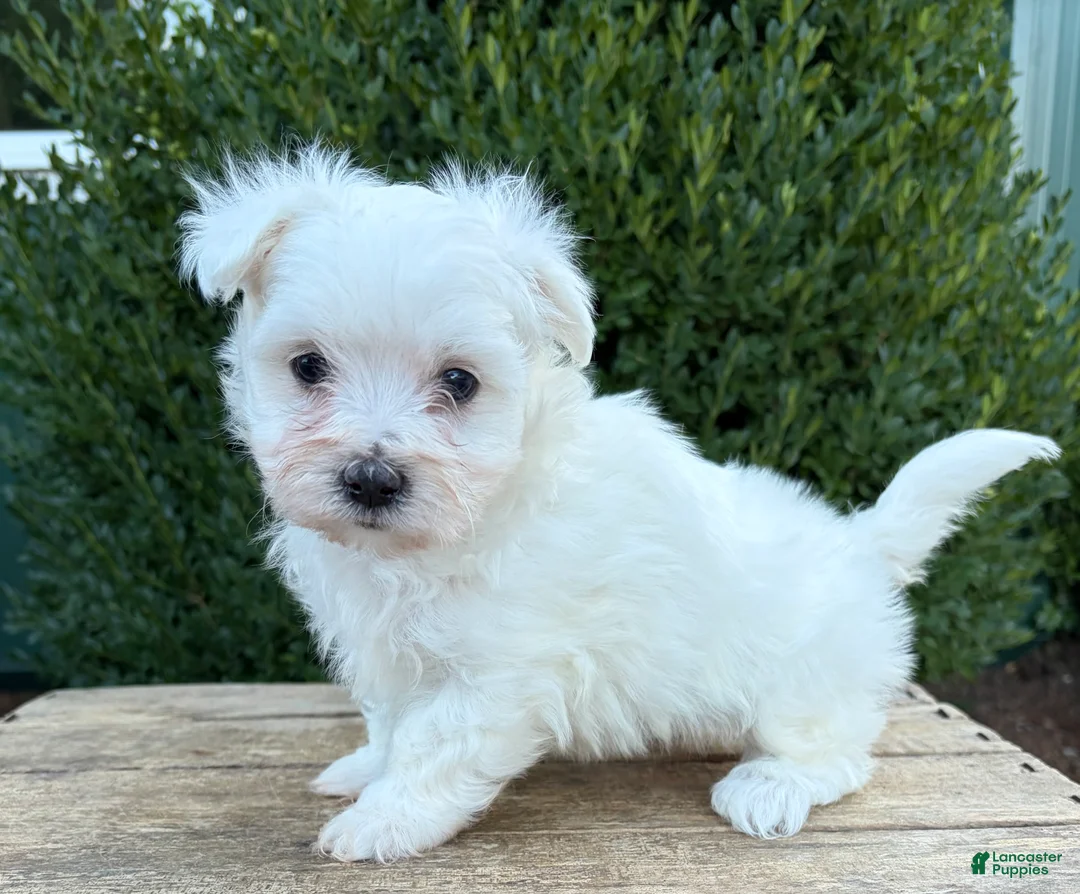 Maltese dogs for sale: Eddie - Ad 2