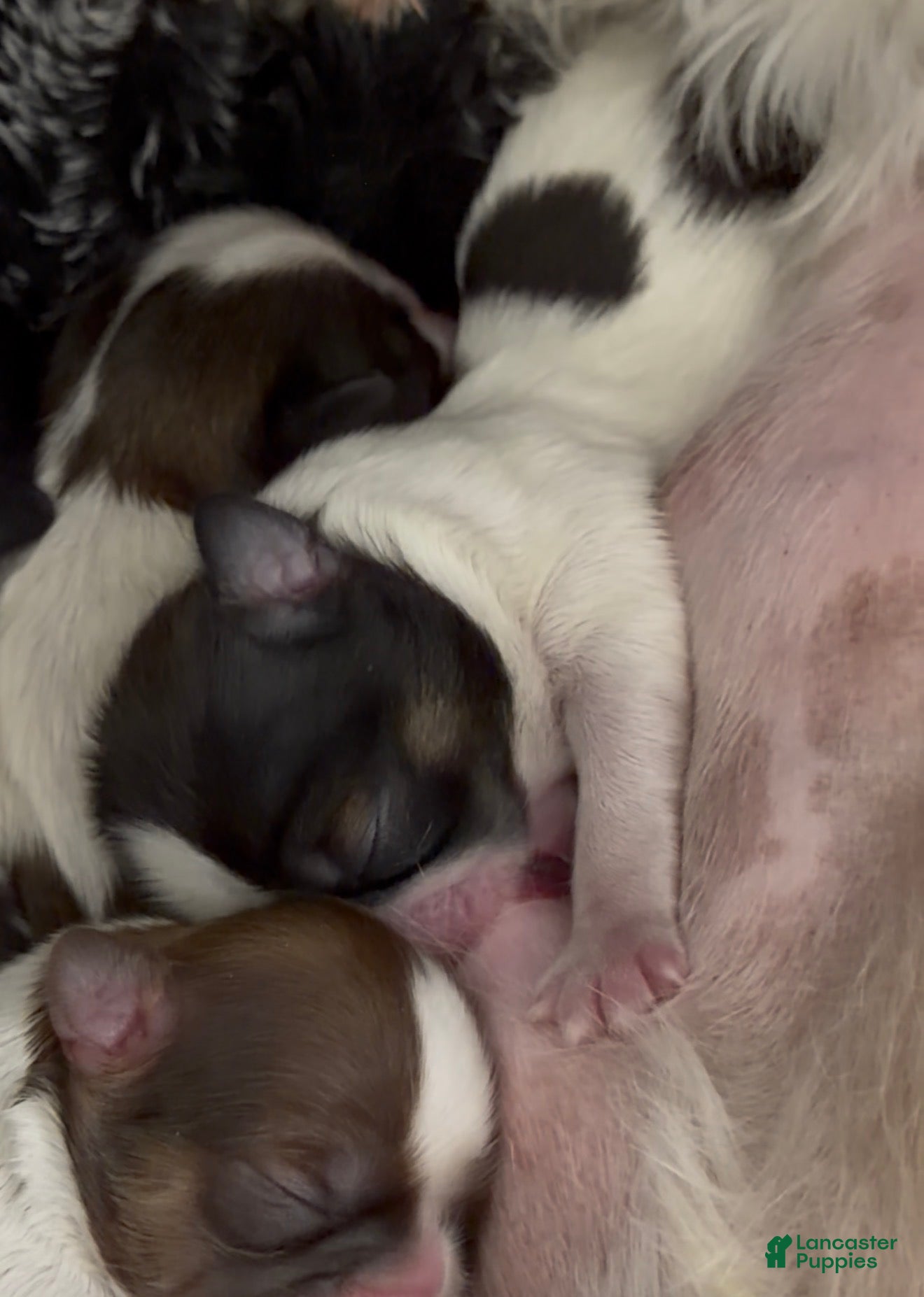 Shih Tzu dogs Shih Tzu Puppy 4 - Ad 3