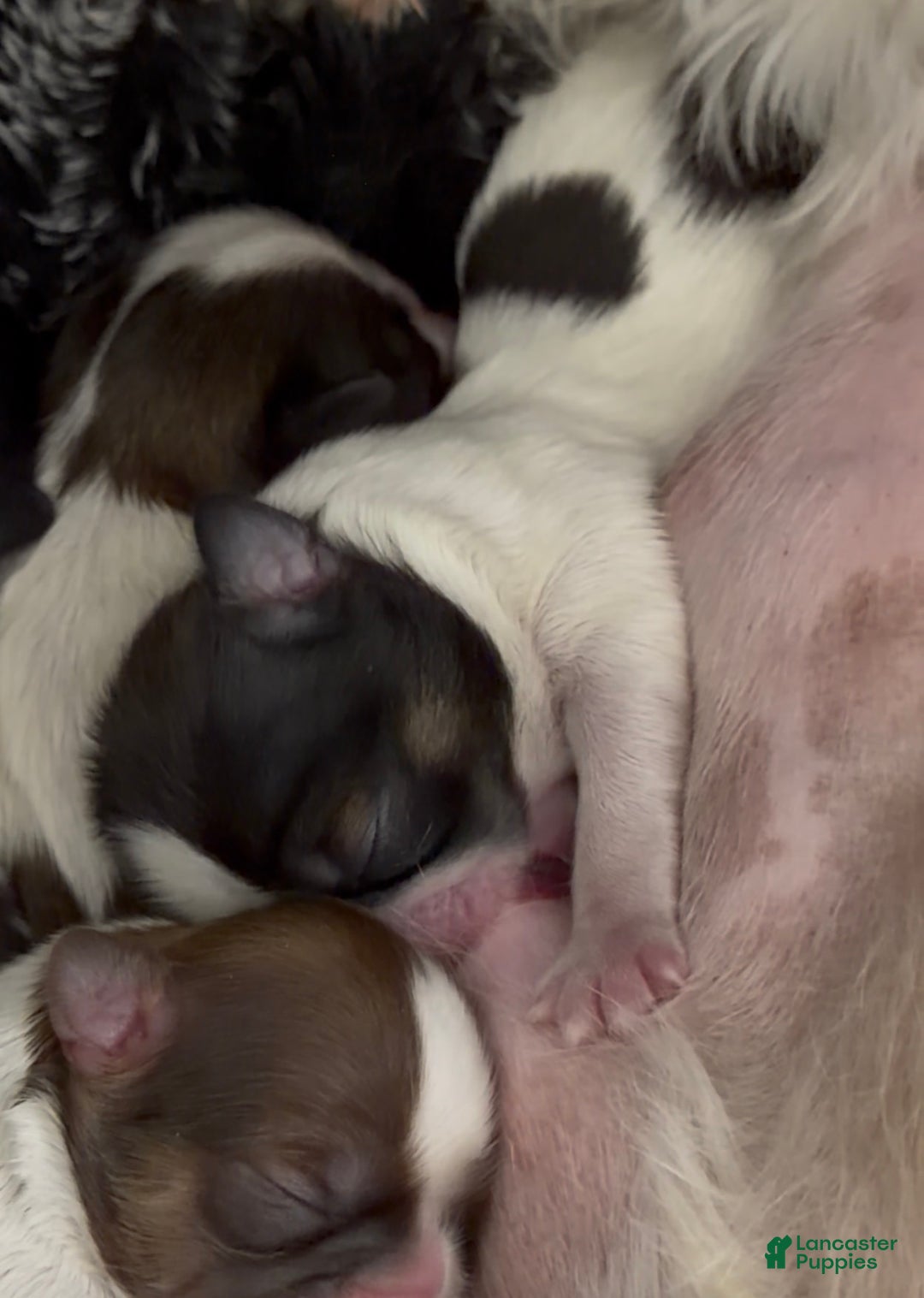 Shih Tzu dogs for sale: Shih Tzu Puppy 4 - Ad 1