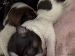 Shih Tzu dogs for sale: Shih Tzu Puppy 4 - Ad 1