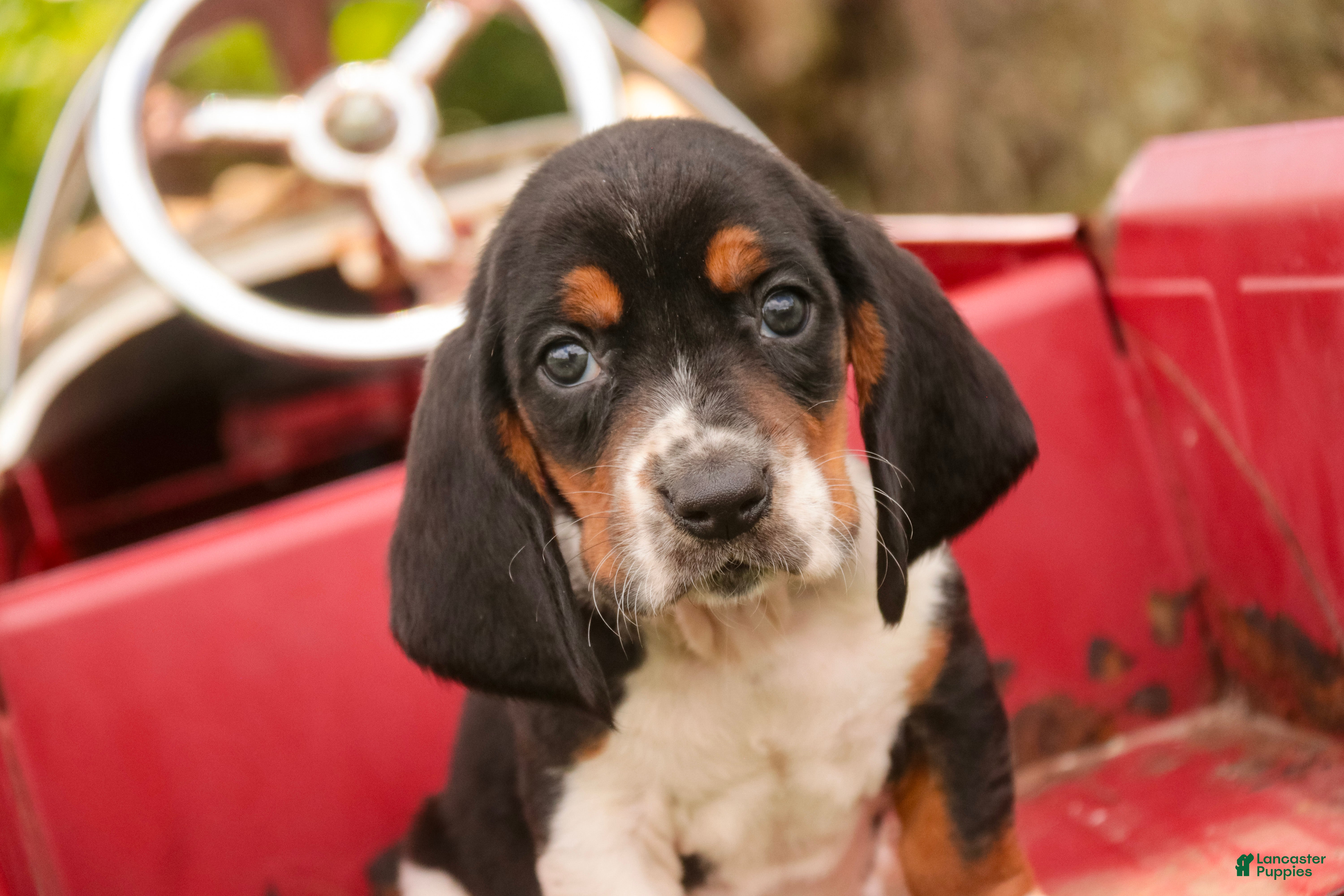 Basset Hound dogs Montgomery - Ad 1