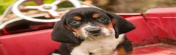 Basset Hound dogs for sale: Montgomery - Ad 1