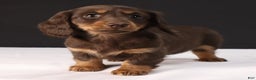 Dachshund dogs for sale: Lilly - Ad 7