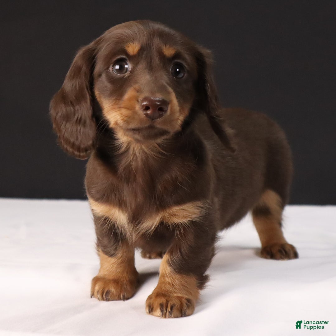 Dachshund dogs for sale: Lilly - Ad 7