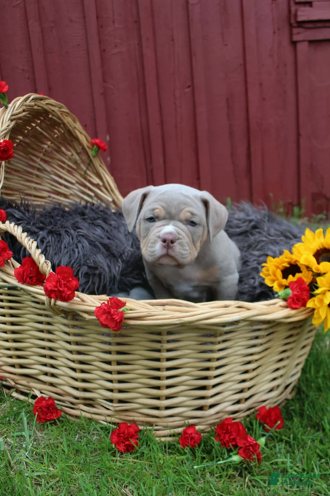 American Bully dogs for sale: Hulk - Ad 2