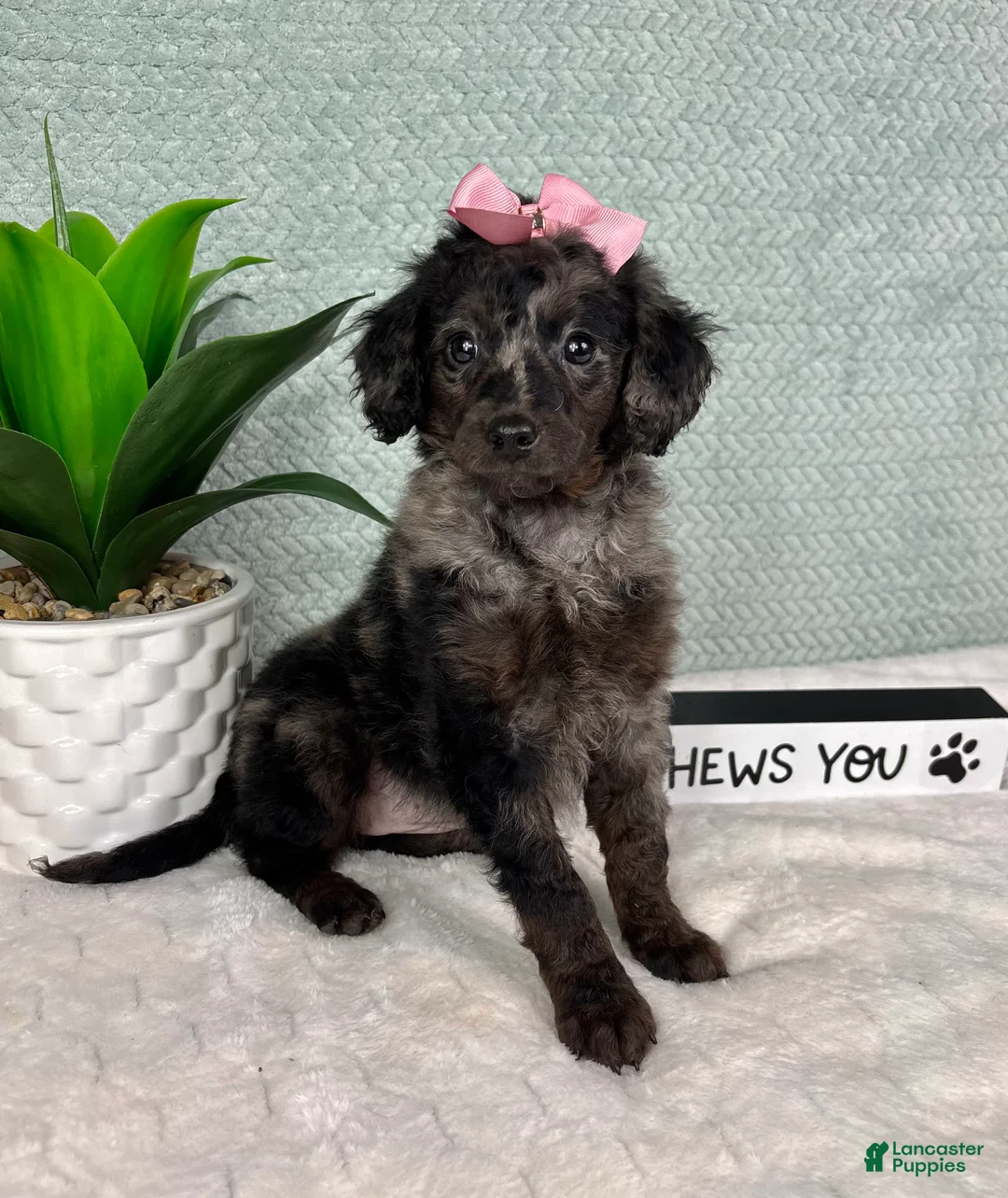 Mini Goldendoodle dogs for sale: Marcia - Ad 5