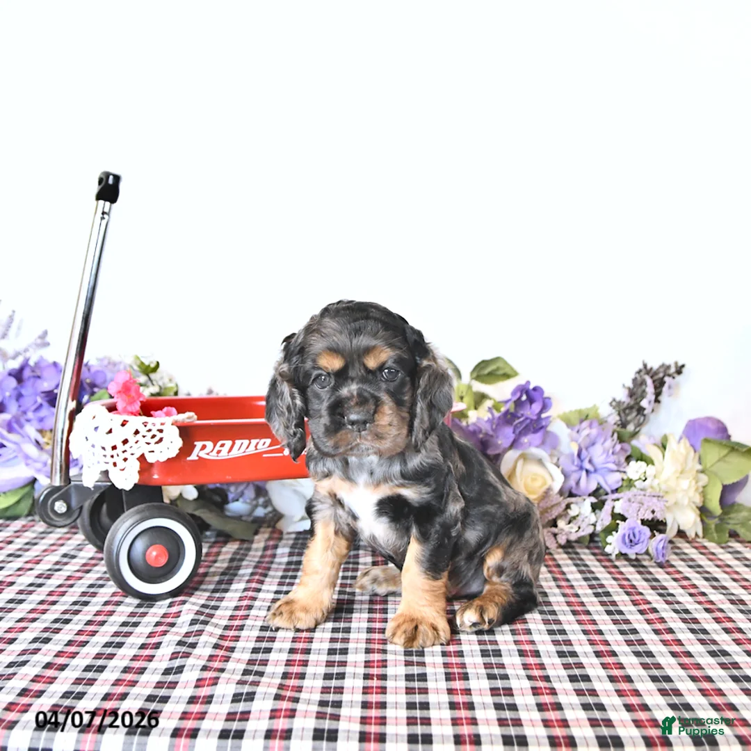 English Cocker Spaniel dogs for sale: Casey - Ad 1