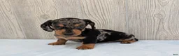 Miniature Dachshund dogs for sale: Snoopy - Ad 4