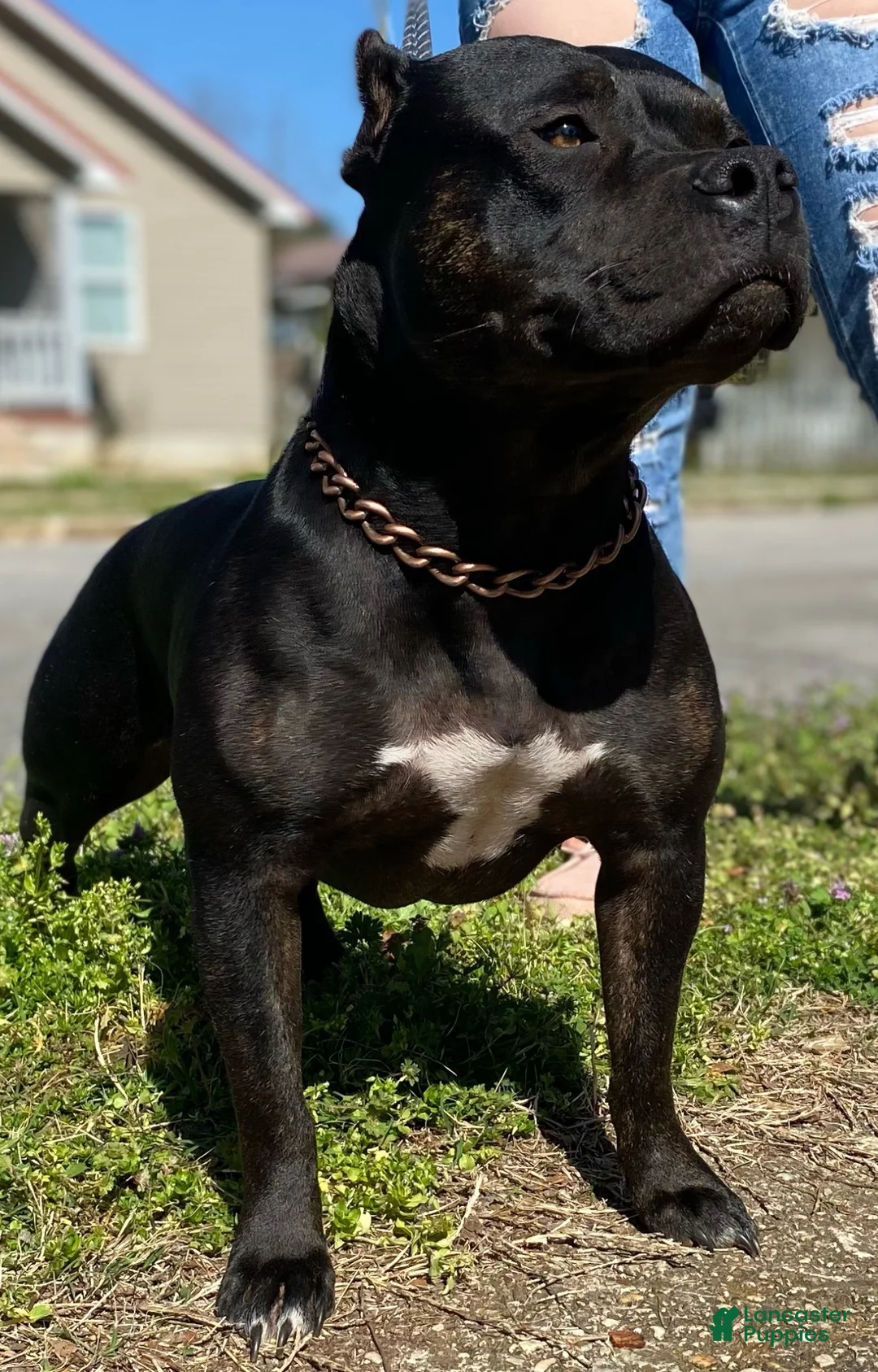 American Bully dogs for sale: American Bully Puppy 1 - Ad 2