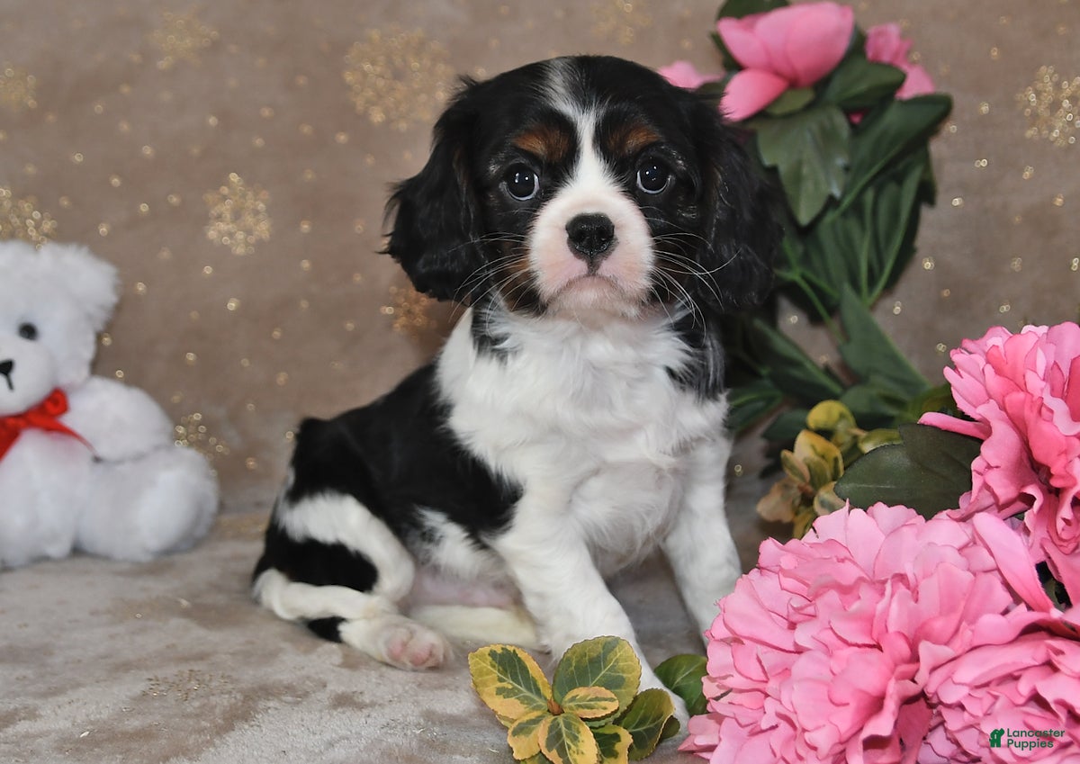 Cavalier King Charles Spaniel dogs Freddie - Ad 2